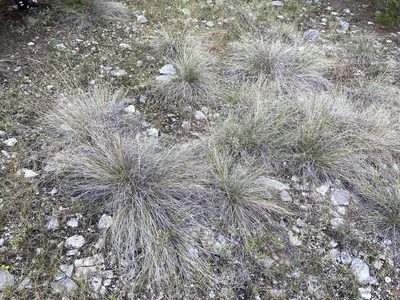 Muhlenbergia reverchonii, photographed by Reid Hardin