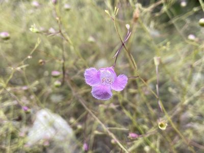 Agalinis edwardsiana, photographed by Reid Hardin