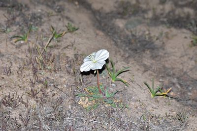 Oenothera acaulis, photographed by Orlando Fuenzalida