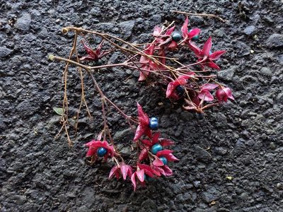 Clerodendrum trichotomum, photographed by MUNENORI YAMAKAWA