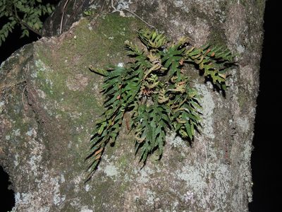 Pleopeltis pleopeltifolia, photographed by William G. Borges