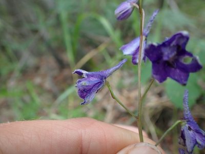 Delphinium glaucum, photographed by Ellyne Geurts