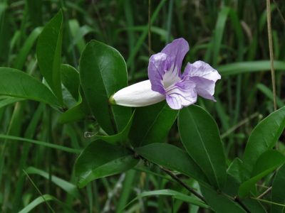 Bignonia callistegioides, photographed by Gustavo Puente