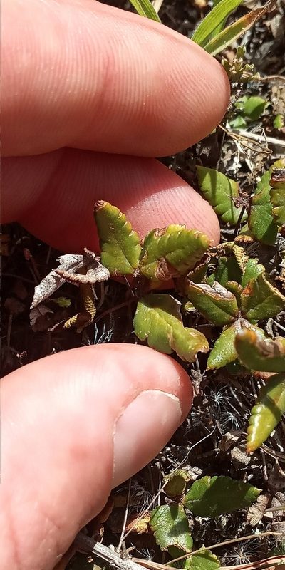 Doryopteris triphylla, photographed by Mirko Duimich