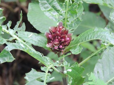 Justicia carnea, photographed by William G. Borges