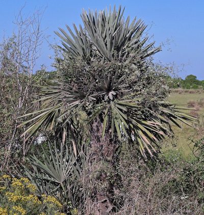 Trithrinax campestris, photographed by Hugo Hulsberg