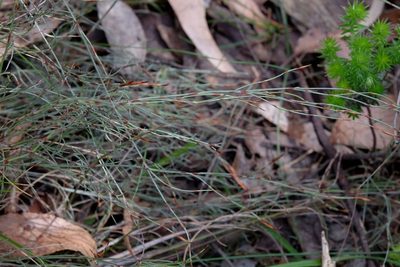Hypolaena fastigiata, photographed by Peter Crowcroft