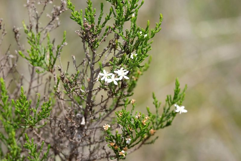 Olearia teretifolia, photographed by Peter Crowcroft