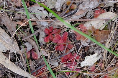 Drosera aberrans, photographed by Peter Crowcroft