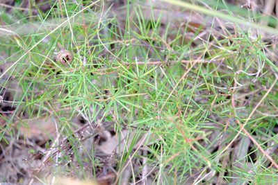 Persoonia juniperina, photographed by Peter Crowcroft