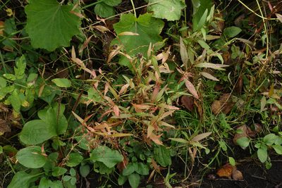Persicaria hydropiper, photographed by Oleg Kosterin