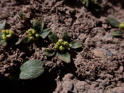 Azorella biloba, photographed by Skjold Søndergaard