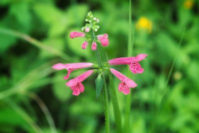 Stachys coccinea, photographed by adel-fridus
