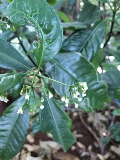 Eumachia frutescens, photographed by Matthew Borella
