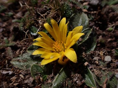 Knowltonia integrifolia, photographed by Skjold Søndergaard