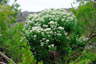Cassinia aculeata, photographed by Peter Crowcroft