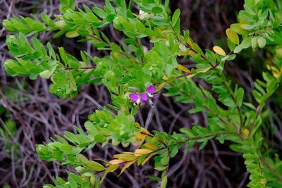 Polygala myrtifolia, photographed by Peter Crowcroft