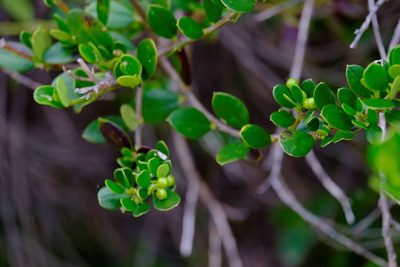 Alyxia buxifolia, photographed by Peter Crowcroft
