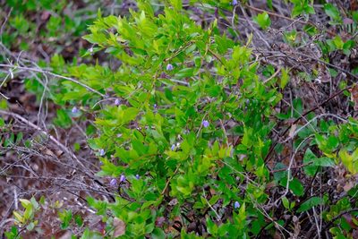 Billardiera fusiformis, photographed by Peter Crowcroft