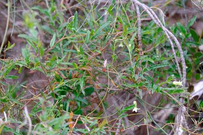Billardiera mutabilis, photographed by Peter Crowcroft