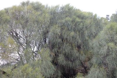 Allocasuarina verticillata, photographed by Peter Crowcroft
