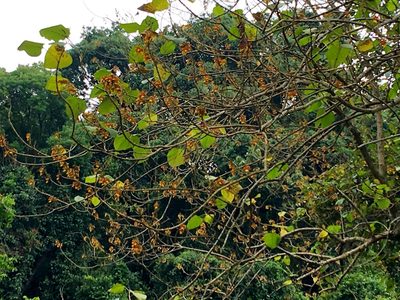 Gmelina arborea, photographed by Yj