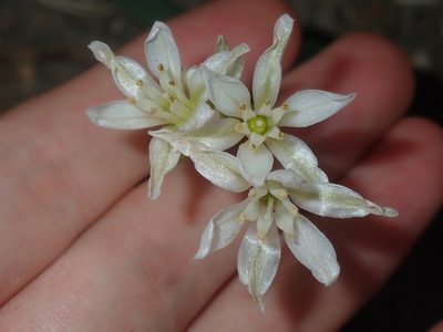 Nothoscordum gracile, photographed by Thomas Mesaglio