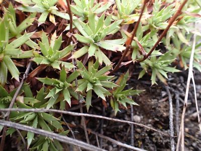 Saxifraga tricuspidata, photographed by Ellyne Geurts