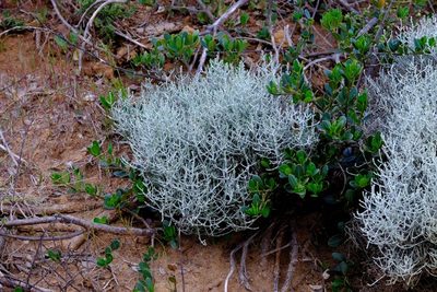 Leucophyta brownii, photographed by Peter Crowcroft