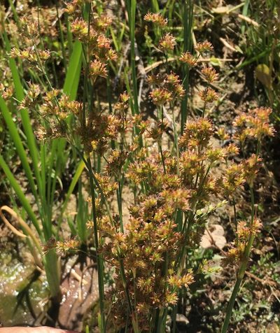 Juncus xiphioides, photographed by Adam J. Searcy