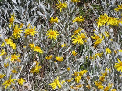 Senecio crassiflorus, photographed by Rafael Tosi