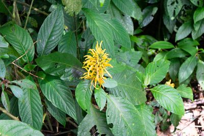 Justicia aurea, photographed by Anthony Batista