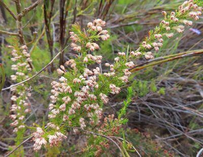 Erica imbricata, photographed by linkie