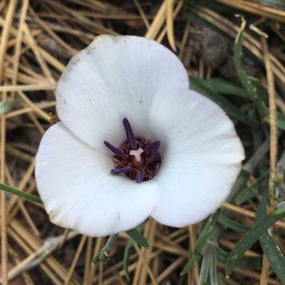 Calochortus invenustus, photographed by Adam J. Searcy