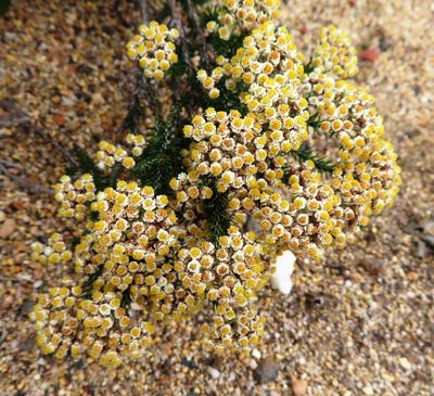Helichrysum teretifolium, photographed by linkie