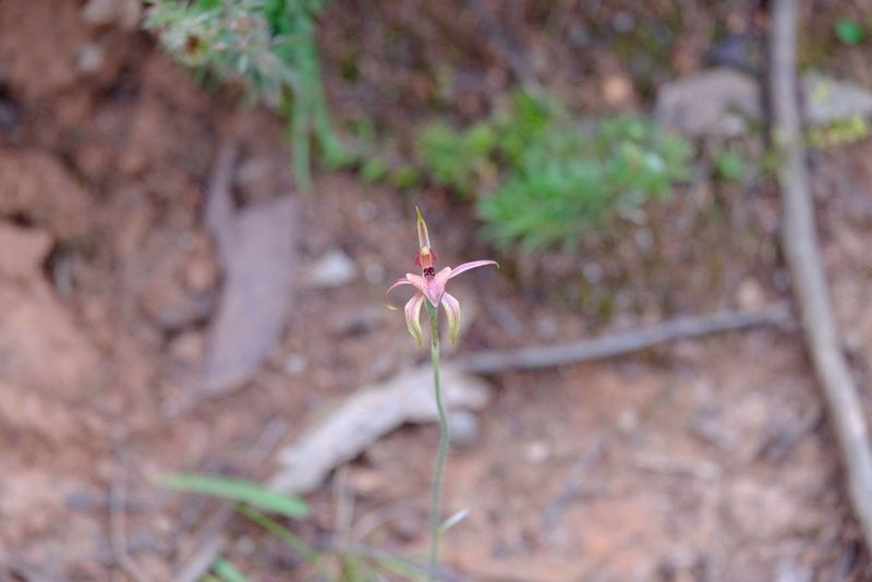 Caladenia cardiochila, photographed by Peter Crowcroft