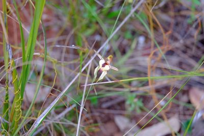 Caladenia cardiochila, photographed by Peter Crowcroft