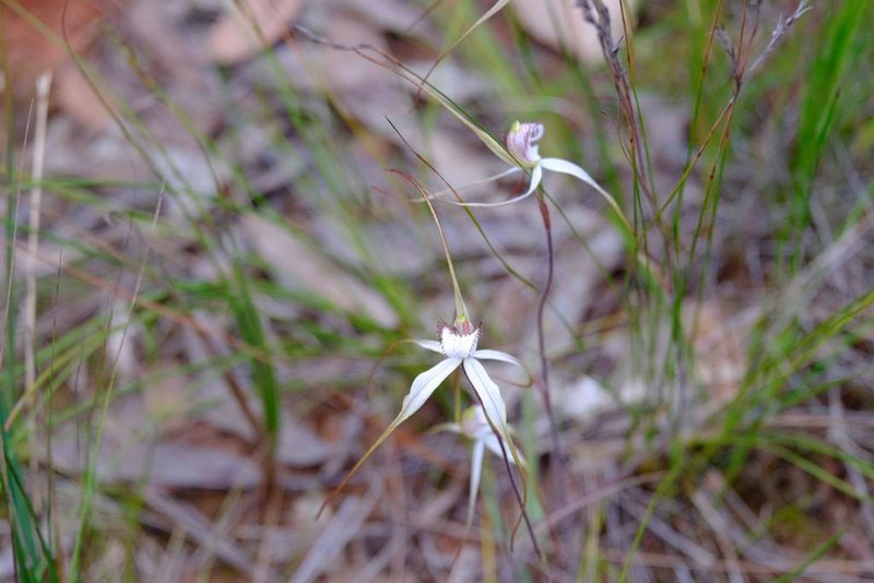 Caladenia venusta, photographed by Peter Crowcroft
