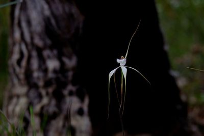Caladenia venusta, photographed by Peter Crowcroft