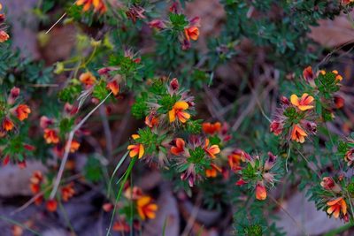 Pultenaea humilis, photographed by Peter Crowcroft