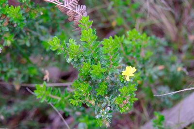 Hibbertia sericea, photographed by Peter Crowcroft