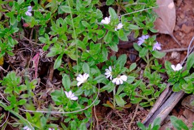 Scaevola albida, photographed by Peter Crowcroft