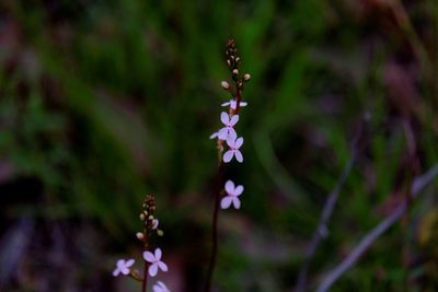 Stylidium armeria, photographed by Peter Crowcroft