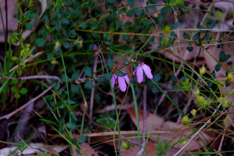 Tetratheca ciliata, photographed by Peter Crowcroft