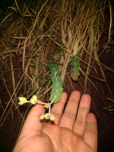 Hypericum connatum, photographed by Fátima Helena Yáñez