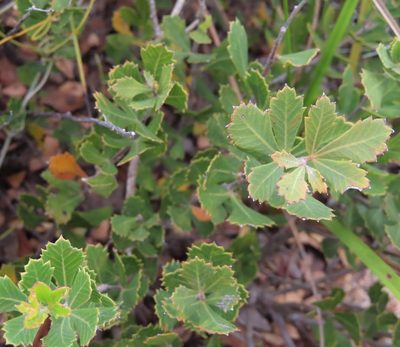 Searsia cuneifolia, photographed by linkie