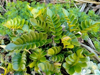 Asplenium obtusatum, photographed by John Barkla