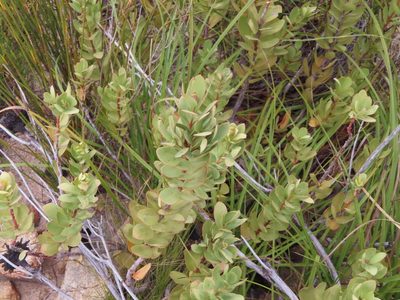 Osyris speciosa, photographed by linkie