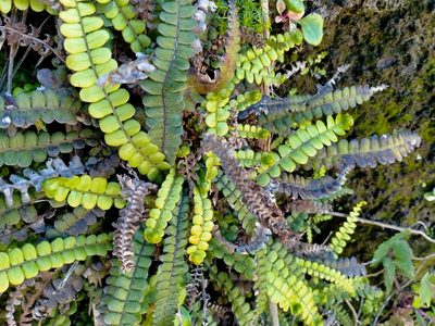 Austroblechnum banksii, photographed by John Barkla