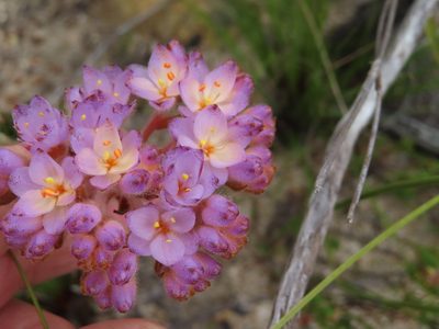 Dilatris pillansii, photographed by linkie